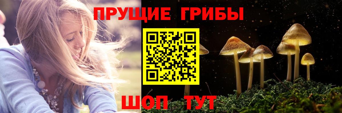 купить наркотик  Псилоцибиновые грибы ЛСД  Вход с VPN  Псилоцибиновые грибы GOLDEN TEACHER  Киселёвск 