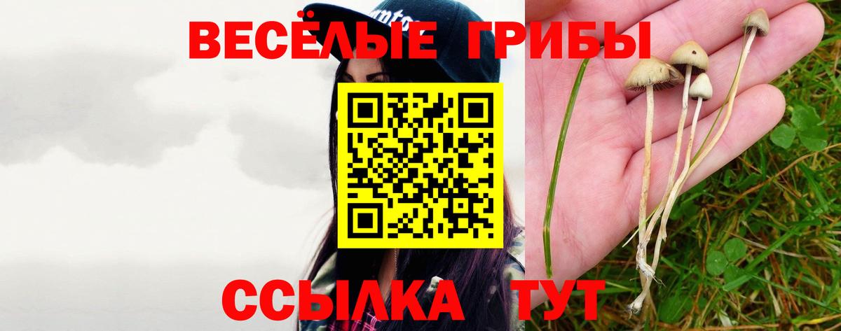 Галлюциногенные грибы Psilocybe Киселёвск